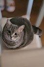 chiko