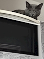 新着ブログ 電子レンジの上で居眠り💤