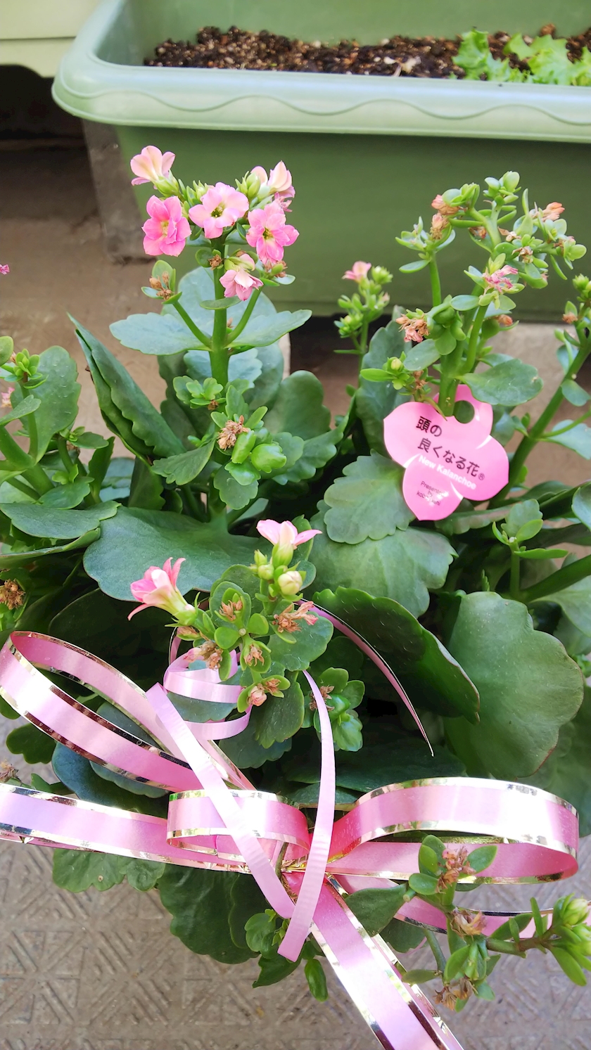 晴れ 金曜日 恵子ママ セリフォス セリフォス ミナミのスナック ポケパラ