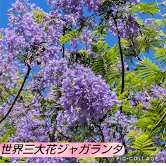 恵子ママ