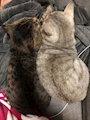 chiko