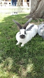 chiko