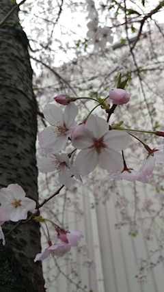 プロフィール写真6・依桜理｜メンバーズ和蓮・アイレン - 名古屋 錦のスナック