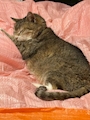 chiko