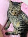 chiko