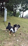 chiko