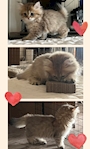 chiko