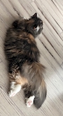 chiko