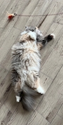 chiko