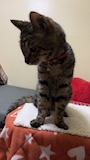 chiko