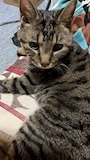 chiko
