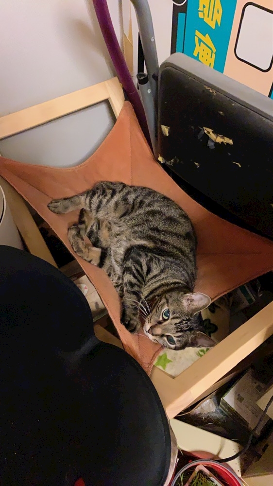 猫の体温高いから 猫店長 メイドカフェ Bar ストロベリー 国分町のガールズバー ポケパラ