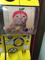 chiko