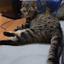 chiko