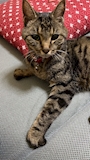 chiko