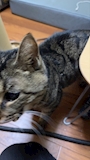 chiko