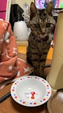 chiko