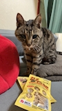 chiko