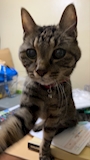 chiko