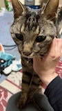 chiko