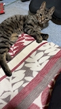 chiko