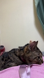 chiko