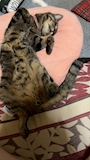 chiko