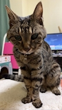 chiko
