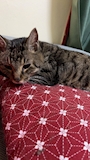 chiko
