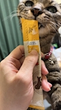 chiko