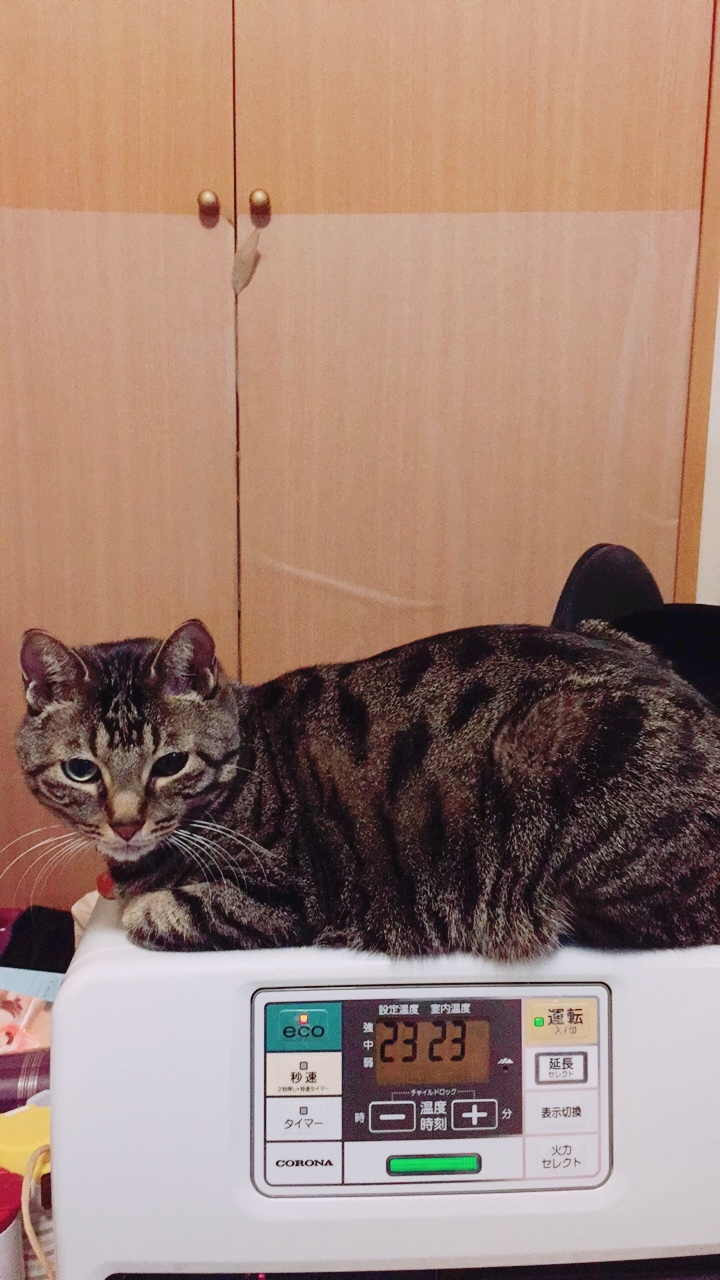 ファンヒーター始めました - メイドカフェ＆bar ストロベリー - 国分町 