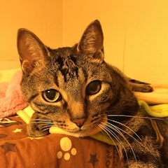 プロフィール写真3・猫店長｜メイドカフェ ストロベリー - 国分町のコンカフェ