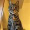 プロフィール写真2・猫店長｜メイドカフェ ストロベリー - 国分町のコンカフェ