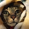 プロフィール写真1・猫店長｜メイドカフェ ストロベリー - 国分町のコンカフェ