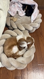 chiko