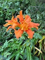 chiko