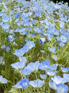 🖤🖤🖤二条 めぐみ🦄🪽🖤🖤🖤