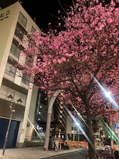 藤咲 まゆ「土曜日🌸」
