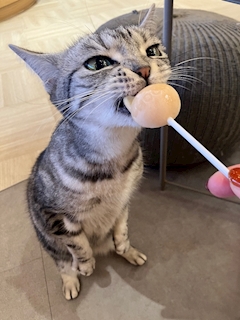 藤咲 まゆ「悶絶😻」