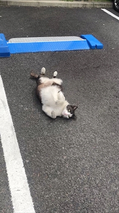 藤咲 まゆ「昼から～」