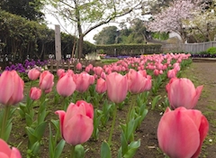 藤咲 まゆ「🌷」