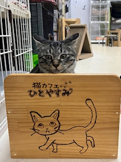 藤咲 まゆ「にゃんぱら」