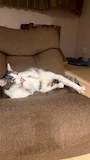 chiko