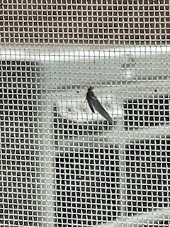 🦚代表🦚たかボス🐈わむら🌳✨🌳