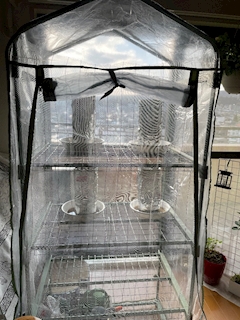 🦚代表🦚たかボス🐈わむら🌳✨🌳