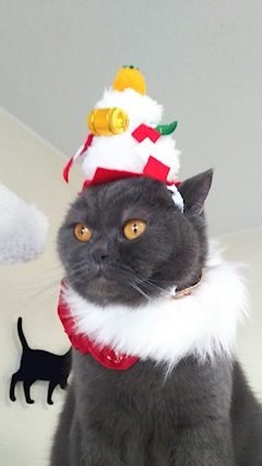 プロフィール写真26・🦚代表🦚たかボス🐈わむら🌳✨🌳｜わむら - 国分町のスナック