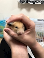 chiko