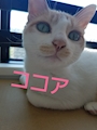 chiko