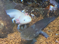 プロフィール写真11・🦕日向 花菜🦕｜First Lounge Liber・リベル - 名古屋 錦のクラブ/ラウンジ