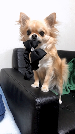 プロフィール写真14・🦕日向 花菜🦕｜First Lounge Liber・リベル - 名古屋 錦のクラブ/ラウンジ